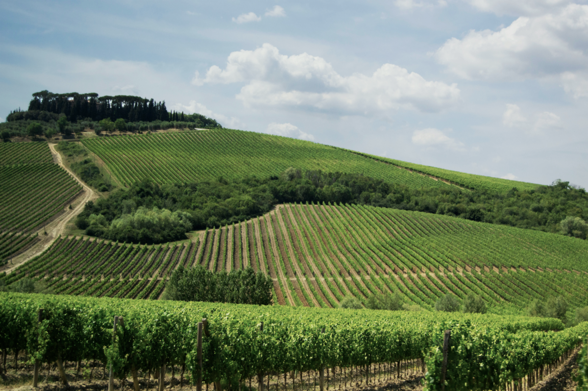 vigna in toscana